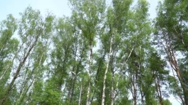 Baharda huş ağacının panoramik manzarası, açık bir gökyüzüne karşı huş ağaçlarının canlı, taze yeşil yapraklarını sergiliyor. Sahne yenilenmenin ve doğal güzelliğin özünü yakalıyor..