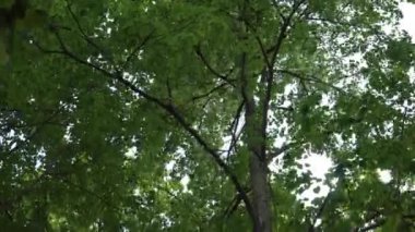 Yukarı doğru dinamik bir panoramik manzara rüzgarlı bir günde yaprak döken ağaçların canlı yeşil yapraklarını sergiliyor. Yapraklar hışırdar ve sallanır, yemyeşil gölgelik içinde hareket ve enerji hissi yaratır..