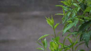 Yeşil saplı forsythia 'nın yakın çekim görüntüsü, aynı zamanda Kore forsythia' sı olarak da bilinir, yağmurlu bir günde yeni filizlenir. Yapraklar yağmur damlalarıyla ıslanmış, bitkinin canlı yeşil rengini vurguluyorlar..