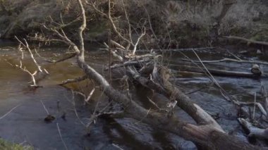 Serin bir nehir nehri baharda bir ormanlık alandan akar ve devrilen bir ağaç tarafından kısmen engellenir. Sahne, dalların arasından süzülen güneş ışığıyla doğanın seslerini yakalıyor..