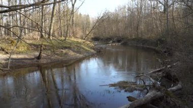 Sakin bir orman nehri ilkbaharın başlarında çıplak ağaçların arasında kıvrılır. Yansımalar sakin suda yavaşça dalgalanırken yosun kaplı gövdeler ve yumuşak güneş ışığı doğal güzelliği artırıyor..