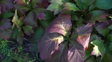 Botanik bahçesindeki Rodgersia Podophylla bitkisinin canlı ve egzotik yaprakları. Yapraklar yeşil ve kırmızımsı mor renklerin çarpıcı bir karışımını sergiliyor, görsel olarak büyüleyici bir sahne yaratıyor..