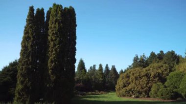 Uzun Thuja bataryası 'Malonyana' ağaçları iyi korunan bir botanik bahçesinde yetişiyor. Sahne, açık mavi gökyüzünün altında yemyeşil bir çeşitlilik gösteriyor. Park tipi bir ortam yaratıyor..