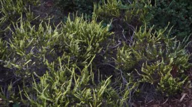 Botanik bahçesinde yetişen bir 'Sandy' türü (Calluna vulgaris). Bu cüce, düşük büyüyen çalı yoğun, küçük beyaz çiçekli parlak yeşil yapraklara sahiptir..