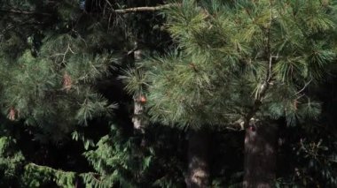 Yaz boyunca Makedon Çam dallarının doğal habitatlarında yoğun yeşil iğneler bulunması. Dalların karmaşık ayrıntıları ormanın içinden süzülen güneş ışığıyla vurgulanır..