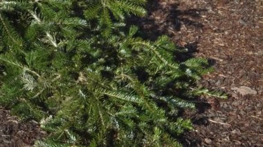Abies veitchii türü 'Helmers', genellikle Japon köknarı olarak bilinir. Canlı yeşil iğneler botanik bahçesindeki kahverengi saman zeminine karşı duruyor, yemyeşil yapraklarını vurguluyor.