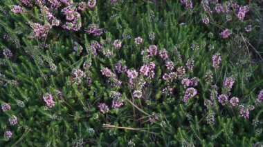 Erica vagans 'Pyrenees Pink', Cornish Heath olarak da bilinir. Bitki, yemyeşil yaprakların arasında narin pembe çiçek kümeleri sergiliyor ve bahçedeki doğal güzelliğini vurguluyor..
