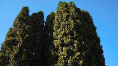 Kuzey beyaz sedir olarak da bilinen yüksek Thuja batıktalis ağaçlarının tepeleri açık mavi bir gökyüzüne karşı. Düşük açı görünümü ağaçların yüksekliğini ve yemyeşil yapraklarını vurgular..