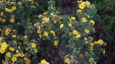 Zumlamada, Shrubby Cinquefoil olarak da bilinen Potentilla fruticosa 'nın ayrıntılı bir görüntüsünde parlak sarı çiçekleri ve yemyeşil yaprakları sergilenmektedir. Çalı çalısı tüm çiçek aşamalarında görülebilir..