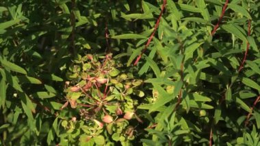 Marsh Spurge 'ün (Euphorbia palustris L.) yakın plan tohum başı ve doğal ortamlarında yapraklar. Detaylı görünüm bitkinin eşsiz özelliklerini vurguluyor.
