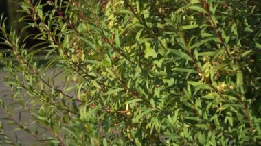 Marsh Spurge (Euphorbia palustris) 'in detaylı görüntüsü, canlı yeşil dar yapraklar ve doğal ışıklandırmada kırmızı karınlı saplar, botanik bahçesi sahnesinde görüntülenmiştir..