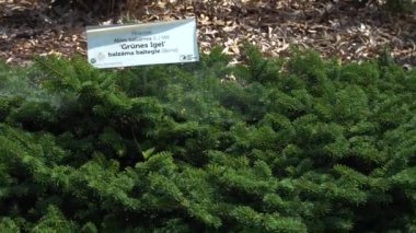 Salaspils, Letonya - 20 Temmuz 2024. Bitkinin iğne benzeri yeşilliği olan Letonya Ulusal Botanik Bahçesi 'ndeki Abies balsamea' Grunes Igel '(Balsam Firavun) bitkisinin yoğun ve canlı yeşilliği..