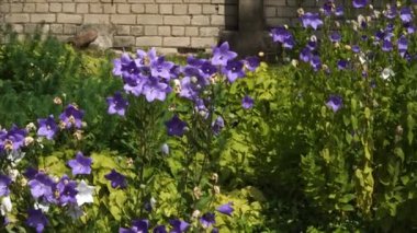 Balon Çiçeklerinin (Platycodon grandiflorus) güneşli bir çiçek tarhında gelişen canlı güzelliği. Rutubetli, kurutulmuş topraklarda, tam güneşli ya da kısmi gölgeli, kırsal tuğla bir duvara karşı iyi yetişiyorlar..