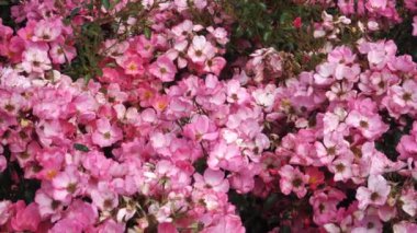 'Fortuna' adı verilen yumuşacık pembe floribunda güllerinden oluşan büyüleyici bir küme tamamen çiçek açmış. Narin yaprakları ve gür yaprakları büyüleyici bir çiçek manzarası sunar..