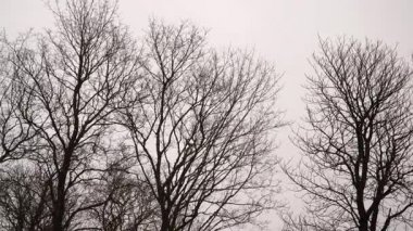 Panoramik bir kış manzarası hafif bir kar yağışı altında çıplak ağaçlardan oluşan bir küme sergiliyor. Bu sahne, bulutlu bir gökyüzüne karşı ağaçların dallarını aydınlatan kışın katıksız güzelliğini yakalar..