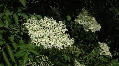 Yeşillik yapraklarla çevrili küçük, beyaz çiçek demetleri sergilenen, çiçeklerin çiçeklerinin (Sambucus nigra) yakından görüntüsü bitkinin karmaşık ayrıntılarını vurgular..