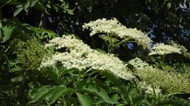 Ortak Yaşlı Sambucus 'un narin beyaz çiçekleri (Sambucus nigra) yemyeşil yaprakların ortasında çiçek açarak bitkinin doğal güzelliğini ve canlı bir yaz ortamındaki ekolojik rolünü yakalar..