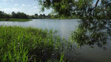 Sakin bir göl, dalgalanan yüzeyi mavi gökyüzünü yansıtan mesafeye kadar uzanıyor. Asılan ağaç dalları sahneyi çevrelerken, uzun yeşil sazlıklar sular boyunca yoğun bir şekilde büyür.