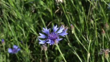 Tek bir canlı mavi çiçek yemyeşil çayıra karşı duruyor. Hassas taç yaprakları ve karmaşık ortadaki kontrastla arka plandaki bulanık ot ve tomurcuklar.