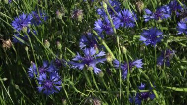 Yaz boyunca canlı bir çayırda yakalanan güneşten parlak bir Cornflower kümesi (Centaurea siyanus), yemyeşil çimenler ve güneş ışığının ortasında çarpıcı mavi yapraklarını sergiler..