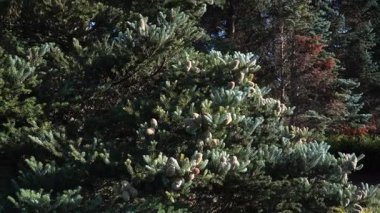 Horstmann 's Silberlocke köknar (Abies koreana) türünün ayırt edici yaprakları, eşsiz yukarı eğimli iğneleri ve bol çam kozalakları sergilenmektedir..