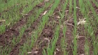 Genç tahıl bitkilerinin canlı bir tarlası zengin topraktan çıkan karmaşık yeşil ağaç gövdelerini ortaya çıkarıyor. Dinamik hareket, kışın ekilen bir ortamda taze büyümeyi yakalar..