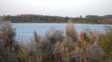 Altın sazlıklar gölün kıyısında yavaşça sallanırlar, bir ormanın kenarında yakalanırlar. Yumuşak güneş ışığı, sabahın erken saatlerinde ya da akşamın batışında sıcak ve davetkar bir parıltı oluşturduğunu gösteriyor..