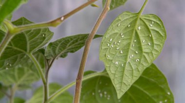 Sera beyazsineği (Trialeurodes vaporiorioriorum) tarafından ağır bir şekilde istila edilmiş Peru bitki örtüsü yaprağına yakın çekim görüntüsü, zararlıları yeşillikte açıkça gösterir..