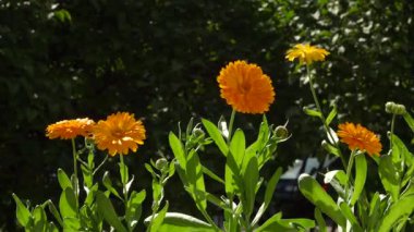 Güneşli turuncu Calendula çiçekleri balkon bahçesinde çiçek açar. Canlı yaprakları ve yemyeşil yaprakları doğal güzelliğin özünü yansıtan renkli bir görüntü oluşturuyor..