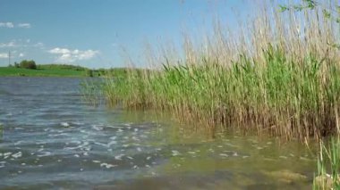 Dalgalanan suyla rüzgarda sallanan uzun yeşil sazlıkların ve dağınık mavi bulutların altında yuvarlanan yeşil tepelerin olduğu canlı bir göl sahnesi..