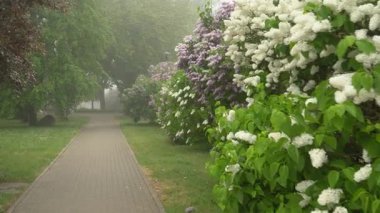 Sisli bir sabah sahnesi, yemyeşil leylak çalılıklarıyla çevrili bir yaya geçidini yakalıyor. Yol canlı yeşil ağaçlarla çevrili, pitoresk bir şehir ortamı oluşturuyor..