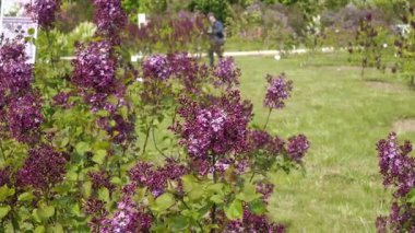 Letonya 'nın Dobele kentindeki leylak bahçesini keşfeden ziyaretçilerin bulanık arka planına karşı canlı, genç leylak çiçeklerinin yakın çekimi. Bahçenin hareketli atmosferi.