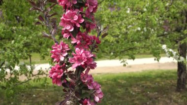 Mor bir elmanın (Malus Purpurea) tam çiçeklenme dalının detaylı bir görüntüsü, canlı pembe-mor çiçek kümeleri bir bahçede yemyeşil bir arka planda sergileniyor.