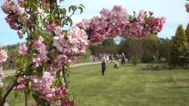 Dobele, Letonya - 23 Mayıs 2020. Aileler gezer ve çocuklar canlı pembe elma çiçekleriyle çevrili verimli bir bahçe parkında oynarlar açık havada canlı bir bahar gününün özünü yakalarlar..