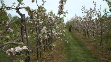 Bir kadın bahçıvanlık bahçesinde çiçek açan elma ağaçlarının güzelliğini yakalıyor. Ağaçların sıraları pembe ve beyaz çiçeklerle doludur. Resmedilmeye değer bir manzara yaratır..