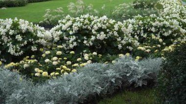 Canlı Begonya Ekranı Bir Kamu Parkının Yeşilliğini Artırıyor: Şehir manzarası sanatının cazibesini vurgulamak için tasarlanmış, parkın yemyeşil yeşilliğine karşı sergilenen büyüleyici bir begonya çiçeği düzenlemesi.