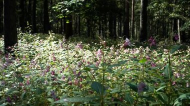 Himalaya balsam bitkilerinin yoğun yayılımı bir orman zeminini geçiyor. Güneş ışığı uzun ağaçların arasından süzülür, bu istilacı türün pembe çiçeklerini bir orman ortamında vurgular..
