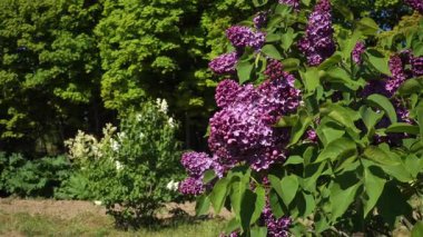 Parlak mor çiçeklerle kaplı leylak çalılar canlı bir parkta güneş ışığıyla güneşlenir. Çevreleyen ağaçlar, canlı bahar manzarasını vurgulayarak birbirine zıt bir doku ekler..