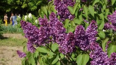 Canlı mor leylak çiçekleri yemyeşil bir bahçede serpilmiş, yaprakları güneş ışığıyla aydınlanmış. Yeşil yapraklar, arka planda bulanık insan figürleriyle canlı renklere tezat oluşturur.