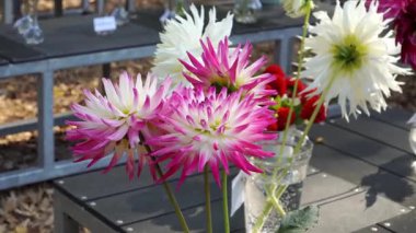 Bahçe Dahlia çiçeklerinin ayrıntılı manzarası, canlı yaprakları bir sonbahar kesim çiçek sergisi sırasında sergilendi, ekili çiçeklerin ve mevsimlik renklerin güzelliğini kutlamak için..