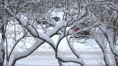 Karla kaplı ağaç dalları, yoğun kar yağışı sırasında kentsel yaşamı yansıtan sakin bir şehir caddesinin görüntüsünü kısmen engelliyor. Arabalar el değmemiş beyaz bir kar örtüsünün arasına park edilmiş..