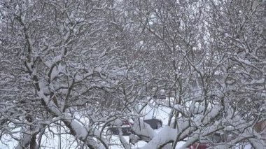 Şehir ortamında karla kaplı bir caddenin manzarası, ön planda karlı ağaç dalları ile gizlenmiş. Araçlar ve şehir hayatı soğuk, buzlu ortama bakıyor..