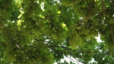 Dönen bir hareket, meşe ağacının tepe örtüsünü aşağıdan yakalar, dallar gökyüzüne doğru uzanırken yoğun yeşil yapraklar sergiler. Güneş ışığı yaprakların arasından süzülür, yeşil gölgeler ve ışık kontrastı yaratır..