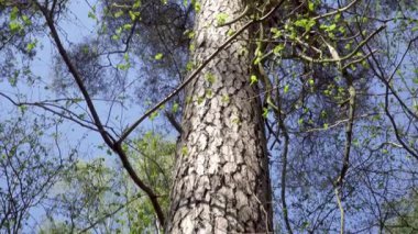 Bir çam ağacının gövdesini tepeden tırnağa saran dinamik bir çekim, yüksek mevcudiyetini baharda filizlenen genç yeşil akçaağaçlara karşı zıt düşürür. Orman habitatı canlı mevsimsel enerjiyi yansıtır..