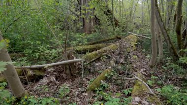 Devrilmiş ağaçlar, canlı yosunlarla kaplanmış, sık ağaçların arasında çürüyor, doğanın yenilenme döngüsünü sergiliyor. Bu gelişen habitat, organik süreçlerin insan etkisi olmadan ortaya çıkmasına olanak sağlıyor..