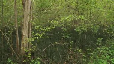 Hareket halindeki sahne, ağaçlar ve at kuyruğu bitkileriyle dolu sık bir ormanı yakalıyor. Bereketli yeşil bitki örtüsü, ormanların büyümesini ön plana çıkarıyor. İnce gövdeler ve çalılar zengin, çeşitli bir ekosistem oluşturur