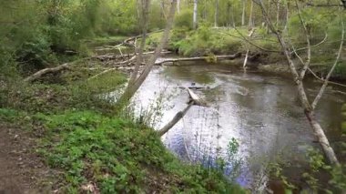 Orman nehri sakin bir şekilde esiyor, akışı devrilmiş ağaç gövdeleri tarafından kesilerek doğal barikatlar oluşturuluyor. Aşırı gelişmiş bitki örtüsü engebeli araziyi çerçeveler, doğanın döngülerinin ham gücünü vurgular..