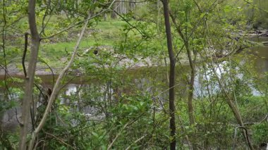 Bereketli yaprak döken dallar, aşağıdaki kıvrımlı bir nehri ortaya çıkararak görüntüyü ikiye ayırır. Bu el değmemiş manzara canlı orman büyümesini ve su ve bitki örtüsü arasındaki ilişkiyi vurguluyor..