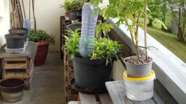 Ev bitkisi akıllı sulama sistemleri. İki tipe saksı suyu numunesi: biri suya batırılmış nemlendirici kumaş şeritleri ve diğeri PET şişesi kullanarak..