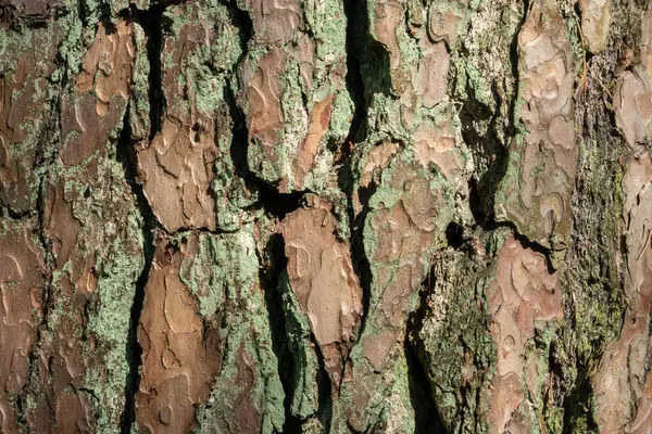 Eski bir çam ağacının kabuğunun kaba dokusu yakın planda detaylandırılmıştır. Derin yarıklar ve engebeli desenler bu doğal mucizenin kalıcı karakterini vurgular..